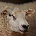 ВНЖ через покупку недвижимости за рубежом